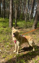 RUDI, Hund, Mischlingshund in Polen - Bild 13