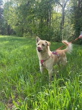 RUDI, Hund, Mischlingshund in Polen - Bild 16