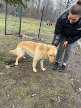 RUDI, Hund, Mischlingshund in Polen - Bild 6