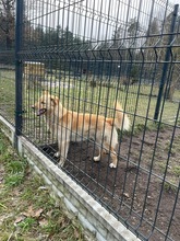 RUDI, Hund, Mischlingshund in Polen - Bild 9