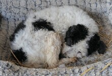 PIPO, Hund, Mischlingshund in Rumänien - Bild 6