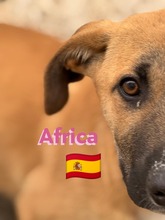 AFRICA, Hund, Mischlingshund in Spanien - Bild 2