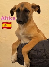 AFRICA, Hund, Mischlingshund in Spanien - Bild 3