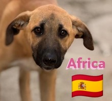 AFRICA, Hund, Mischlingshund in Spanien - Bild 4