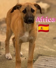 AFRICA, Hund, Mischlingshund in Spanien - Bild 5