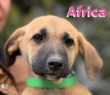 AFRICA, Hund, Mischlingshund in Spanien - Bild 6