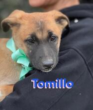 TOMILLO, Hund, Mischlingshund in Spanien