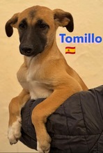 TOMILLO, Hund, Mischlingshund in Spanien - Bild 2