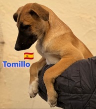 TOMILLO, Hund, Mischlingshund in Spanien - Bild 3