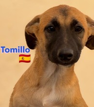 TOMILLO, Hund, Mischlingshund in Spanien - Bild 4