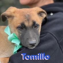 TOMILLO, Hund, Mischlingshund in Spanien - Bild 5