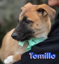 TOMILLO, Hund, Mischlingshund in Spanien - Bild 7