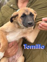 TOMILLO, Hund, Mischlingshund in Spanien - Bild 9