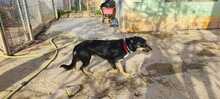 REX, Hund, Mischlingshund in Spanien - Bild 2