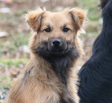 DANI, Hund, Mischlingshund in Rumänien - Bild 1