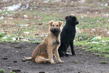 DANI, Hund, Mischlingshund in Rumänien - Bild 2