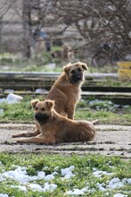 DANI, Hund, Mischlingshund in Rumänien - Bild 3