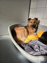 DANI, Hund, Mischlingshund in Heilbronn - Bild 10