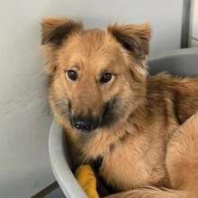 DANI, Hund, Mischlingshund in Heilbronn - Bild 2