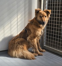 DANI, Hund, Mischlingshund in Heilbronn - Bild 3