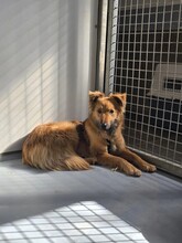 DANI, Hund, Mischlingshund in Heilbronn - Bild 4