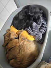 DANI, Hund, Mischlingshund in Heilbronn - Bild 8