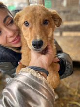 ESPRESSO, Hund, Mischlingshund in Rumänien - Bild 1