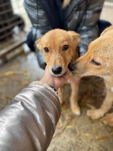 EBBY, Hund, Mischlingshund in Oppenheim - Bild 2