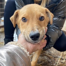 EDDY, Hund, Mischlingshund in Rumänien - Bild 1