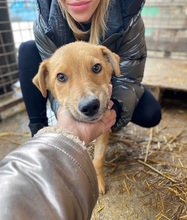 EDDY, Hund, Mischlingshund in Rumänien - Bild 3