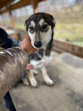 FRENNY, Hund, Mischlingshund in Rumänien - Bild 2