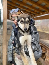 FRENNY, Hund, Mischlingshund in Rumänien - Bild 3