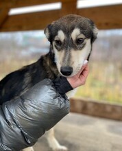 FRENNY, Hund, Mischlingshund in Rumänien - Bild 4