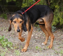 CHICAGO, Hund, Mischlingshund in Zypern - Bild 3