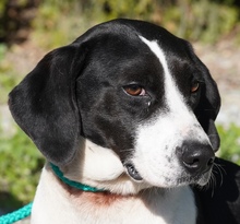 WILLOW, Hund, Pointer in Zypern - Bild 1