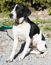 WILLOW, Hund, Pointer in Zypern - Bild 2