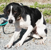 WILLOW, Hund, Pointer in Zypern - Bild 3