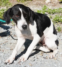 WILLOW, Hund, Pointer in Zypern - Bild 4