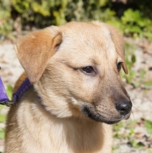 REYNA, Hund, Mischlingshund in Zypern - Bild 1