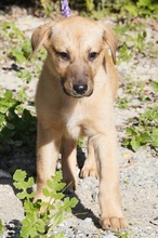 REYNA, Hund, Mischlingshund in Zypern - Bild 3