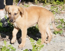 REYNA, Hund, Mischlingshund in Zypern - Bild 4