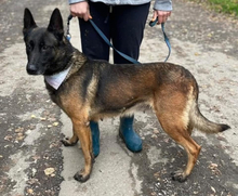 AIDA, Hund, Malinois-Mix in Slowakische Republik - Bild 1