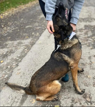 AIDA, Hund, Malinois-Mix in Slowakische Republik - Bild 6