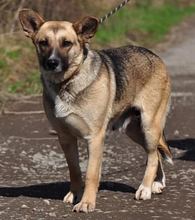 DORIS, Hund, Mischlingshund in Slowakische Republik - Bild 1