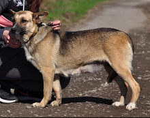 DORIS, Hund, Mischlingshund in Slowakische Republik - Bild 2