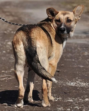 DORIS, Hund, Mischlingshund in Slowakische Republik - Bild 3