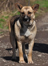 DORIS, Hund, Mischlingshund in Slowakische Republik - Bild 4