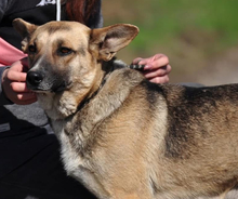 DORIS, Hund, Mischlingshund in Slowakische Republik - Bild 6