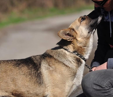 DORIS, Hund, Mischlingshund in Slowakische Republik - Bild 7