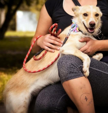 PALOMA, Hund, Mischlingshund in Slowakische Republik - Bild 5